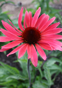 Echinacea 'Solar Flare'